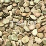 Broad Beans | Beans Suppliers | Persian Wholesaler